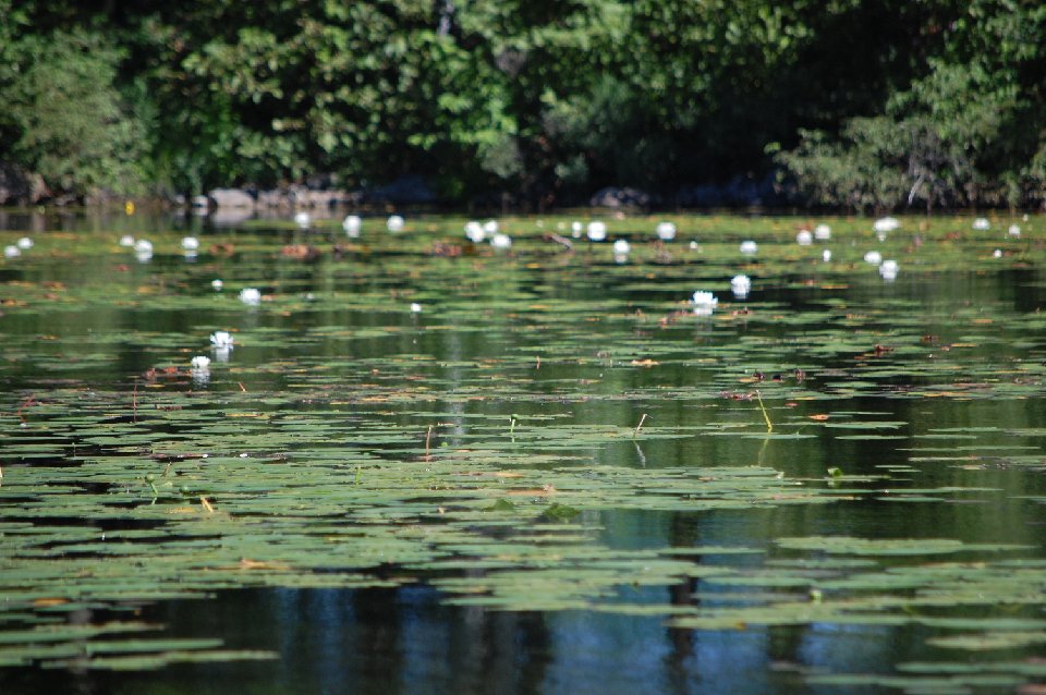 SUMMER (180)